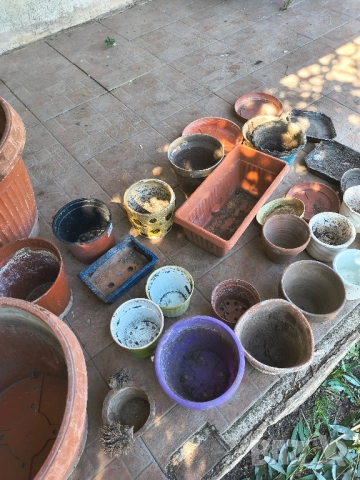 много саксии , снимка 3 - Саксии и кашпи - 51471222