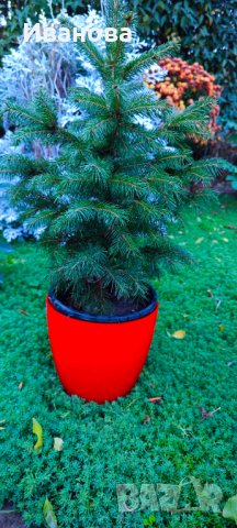 Елхички в саксия, снимка 2 - Градински цветя и растения - 43145334