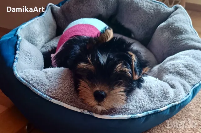 Йоркширски териер - мъжки., снимка 1