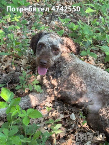 Кученца за трюфел, снимка 11 - Кокер шпаньол - 53535610