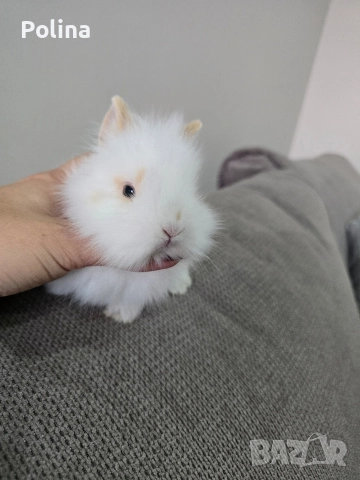 Мини лъвска глава , снимка 3 - Декоративни зайчета - 52921008