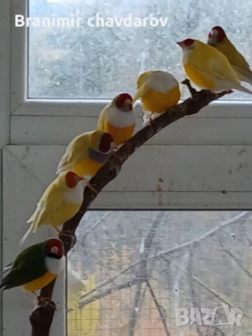 продавам амадини гулдови папагалови диямантени , снимка 6 - Амадини - 52564502