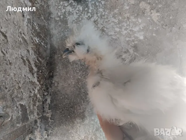 Копринки, снимка 11 - Кокошки и пуйки - 48488569