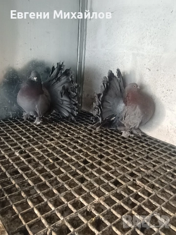 Фенерлии , снимка 16 - Гълъби - 53045490