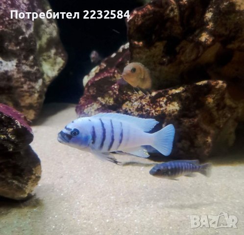 Рибки Африкански цихлиди , снимка 3 - Рибки - 39877045