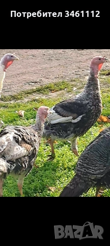 продавам млади пуйки пуяци 