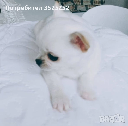 ПРОДАВАМ ЧИХУАХУА - МИНИ  МОМЧЕНЦЕ НА 2 М. , снимка 6 - Чихуахуа - 52796960