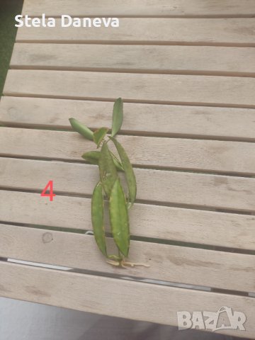 Вкоренен резник на растение хоя, снимка 3 - Стайни растения - 43076464