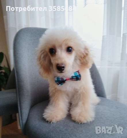 Той пудел/Toy poodle , снимка 2 - Пудели - 53416196