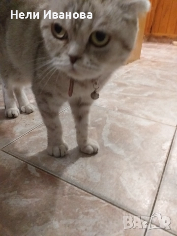 Подарявам котета, снимка 1