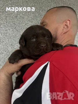 мини пудел, снимка 3 - Пудели - 50939512