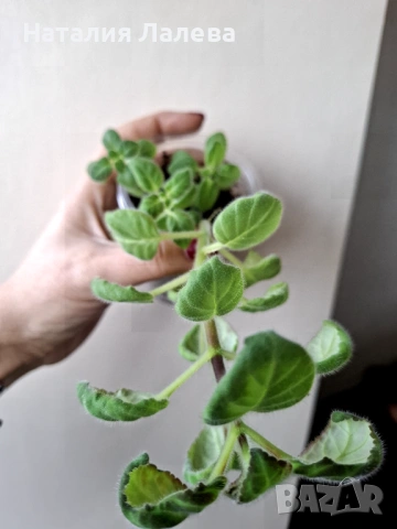 Глоксиния, gloxinia Lindeniana, снимка 3 - Стайни растения - 53591483