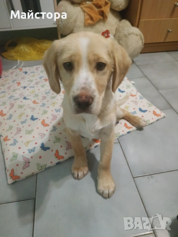Продавам Лабрадор Ретривър , снимка 3 - Лабрадор ретривър - 53406164