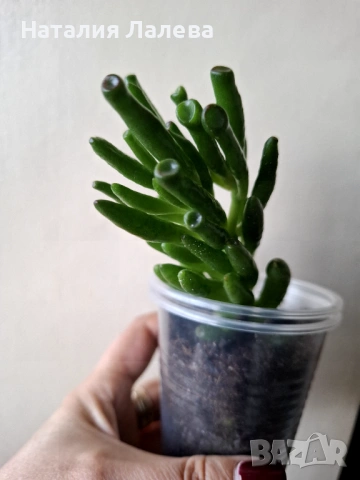 Красула, crassula ovata hobbit