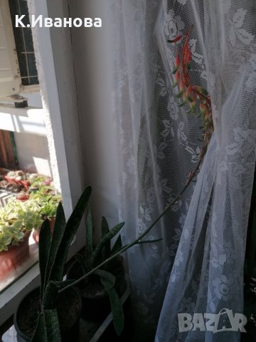 Цветя, снимка 8 - Декорация за дома - 32877351