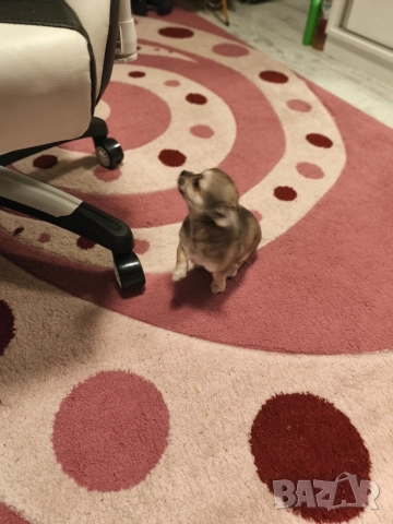 Чихуахуа момиченце, снимка 6 - Чихуахуа - 52725019