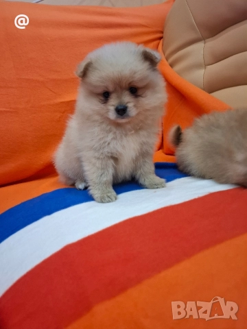 Померан померанчета Гр. София, снимка 10 - Померан - 52597069