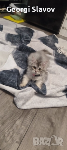 Сибирски котета, снимка 8 - Сибирски - 51027920