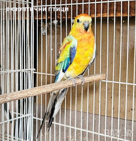 Продавам Пойни Папагали , снимка 5 - Папагали - 52732628