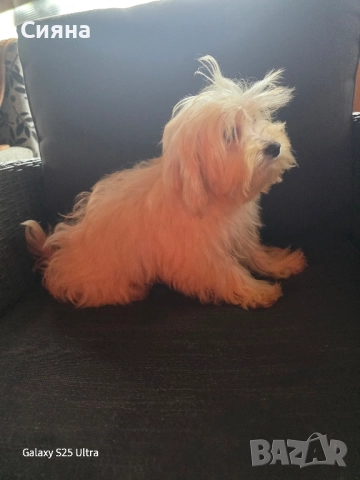 момче и момиче малтипу, снимка 2 - Пудели - 51115639