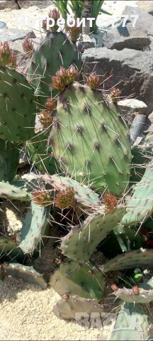 Няколко вида студоустойчиви кактуси и сукуленти, снимка 4 - Градински цветя и растения - 37368313
