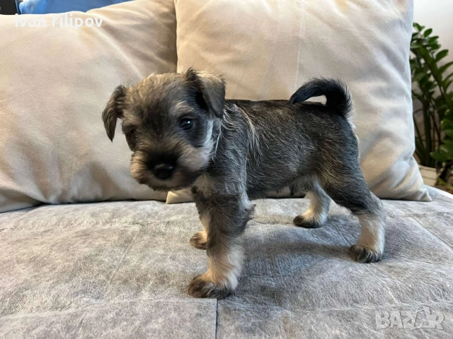 Мини шнауцер/цверг шнауцер, снимка 7 - Други животни - 52975045