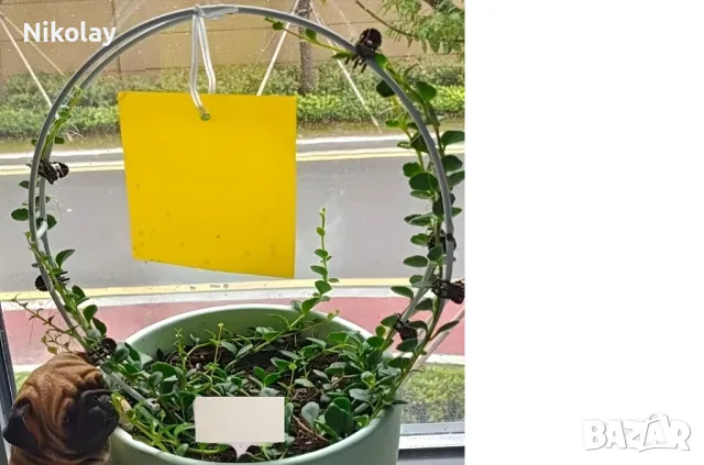 продавам лепкав капан за мухи и други  насекоми , снимка 6 - Други стоки за дома - 49810860