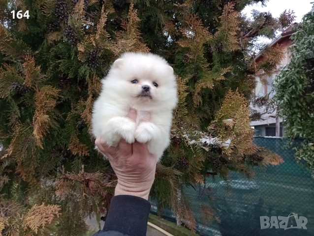 Момиченце. Померан., снимка 2 - Померан - 53436707