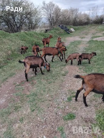 Продавам мъжки ярета френски алпин , снимка 2 - Други - 49669117