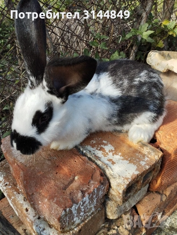 Зайци, снимка 3 - Други животни - 53409268