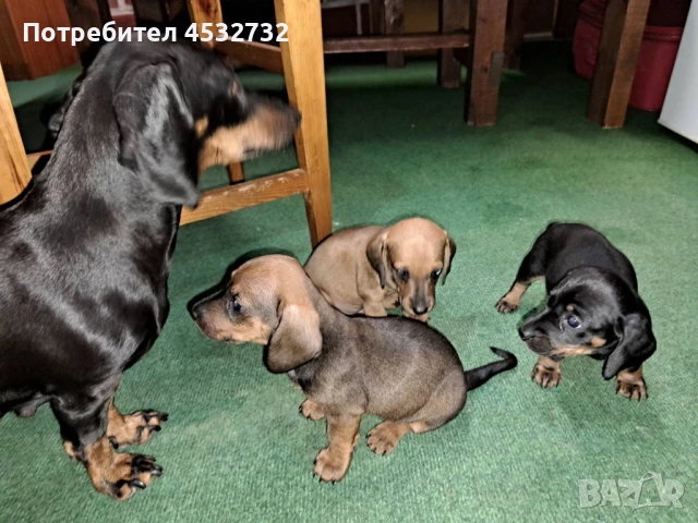 Продавам мини дакели., снимка 1