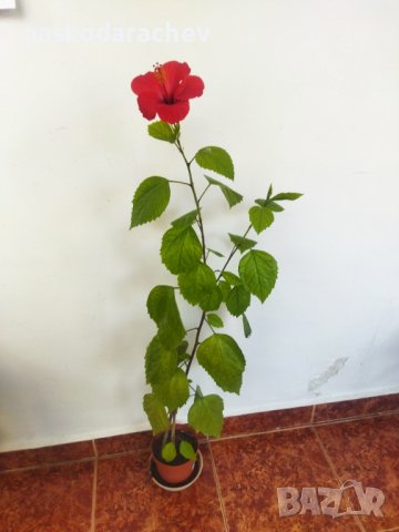 Китайски рози хибискус червена фуния, снимка 12 - Стайни растения - 38143414