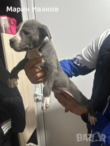 Синьо питбулче, момиче с две ваксини!!!, снимка 4 - Питбул - 52725678