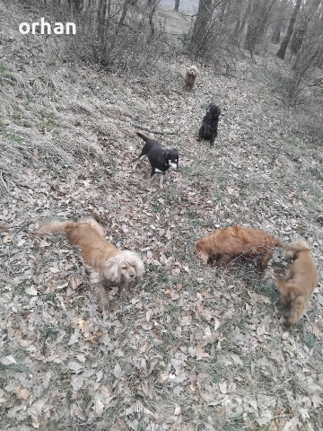 6 бр работещи кучета , снимка 11 - Кокер шпаньол - 53461756