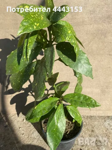 Аукуба разсад , снимка 1