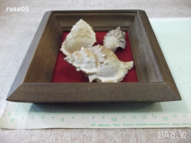 Раковини в дървена рамка, снимка 7 - Други ценни предмети - 34641107