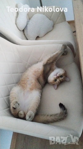 Британска златна чинчила за разплод , снимка 2 - Чинчили - 51309484