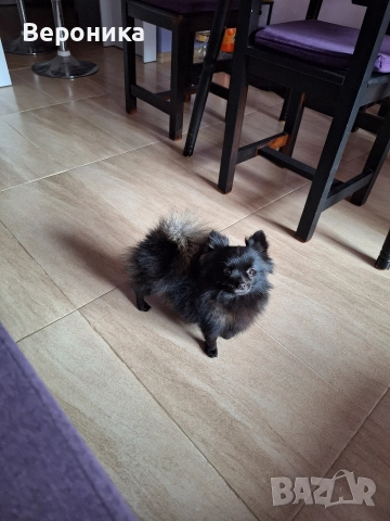 мини момиче черна перла 1.600кг 