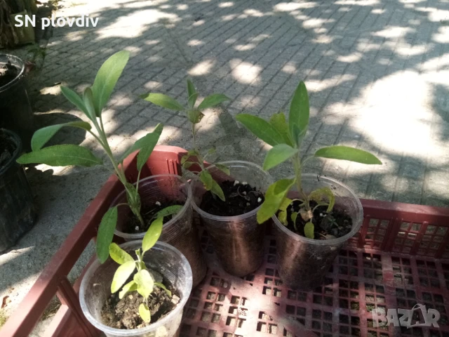 Салвия, снимка 2 - Градински цветя и растения - 44679741