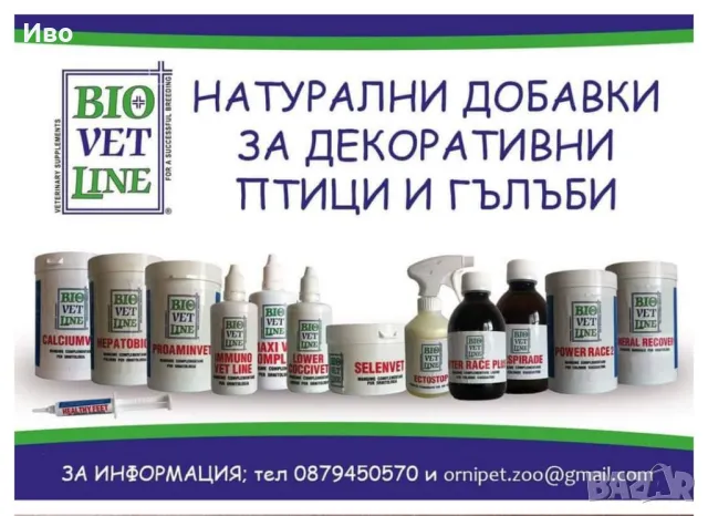 Hepatobios , снимка 5 - Папагали - 48365283