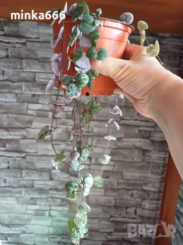 Вариегатна церопегия.