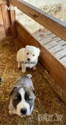 САО Алабай малки, снимка 2 - Алабай - 52842122