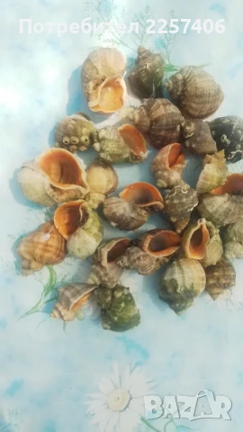 Рапани , снимка 10 - Декорация за дома - 51026365