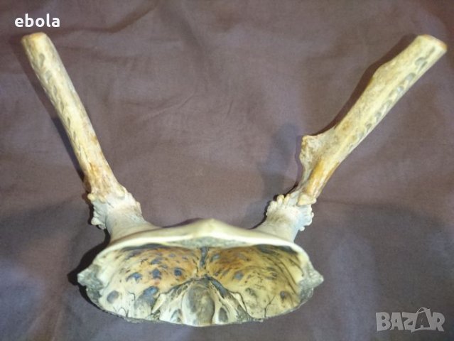 Северен елен, снимка 5 - Ловно оръжие - 28423687