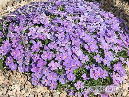 Продавам цветя Флокс за градината - разсад за пролетно засаждане, снимка 7 - Разсади - 28716156