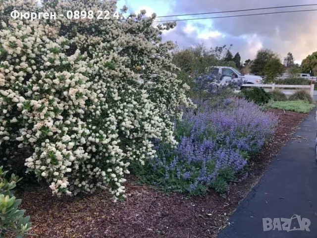 Цеанотусът (Ceanothus) или калифорнийският люляк Налични 3 вида, снимка 4 - Разсади - 49944023