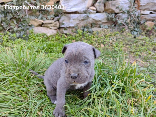 Кане Корсо сиви , снимка 3 - Кане корсо - 53402339