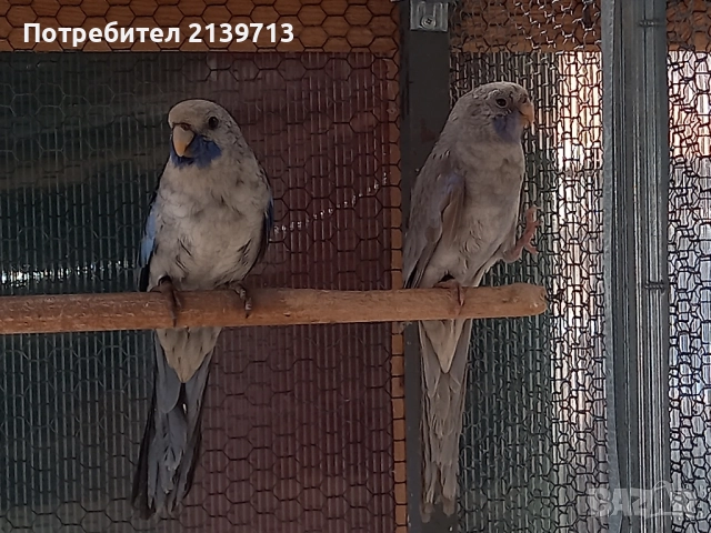 Продавам папагали Пенантови Розели 