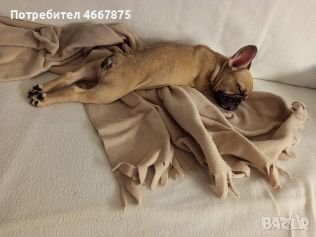 френски булдог , снимка 3 - Френски булдог - 52654466