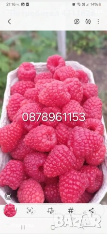 Разсад ягоди , снимка 10 - Разсади - 53290179